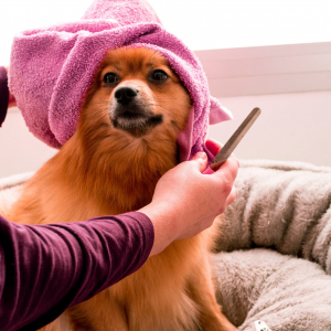Small dog under pink towel being groomed links to website designed by Ace Web Design