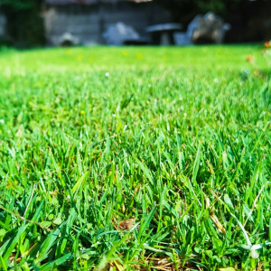 Bright green lawn image for Delco Lawn, designed by Ace Web Design